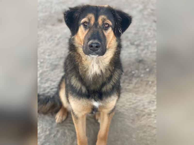 Glinda, geb. ca. 07/2025, lebt in GRIECHENLAND, im städt. Tierheim Serres