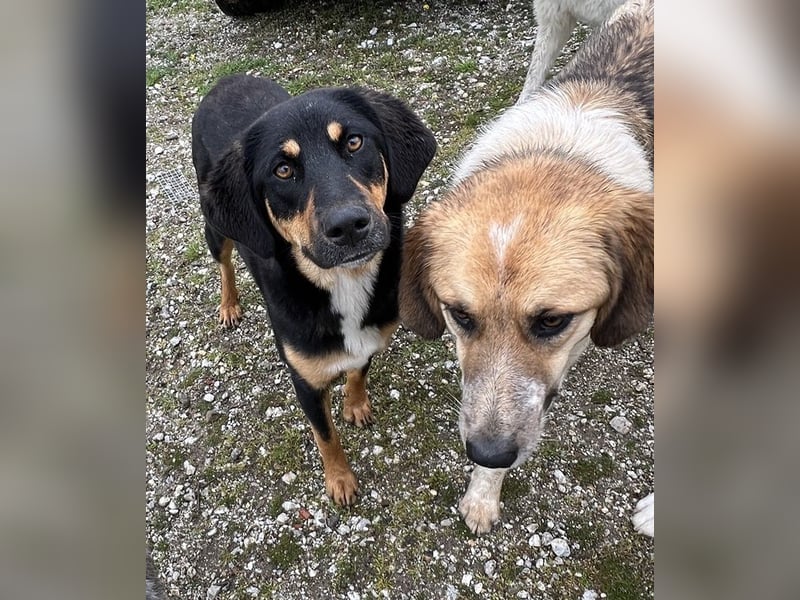 Letti, geb. ca. 05/2024, lebt in GRIECHENLAND, auf einem Gelände, wird notdürftig versorgt