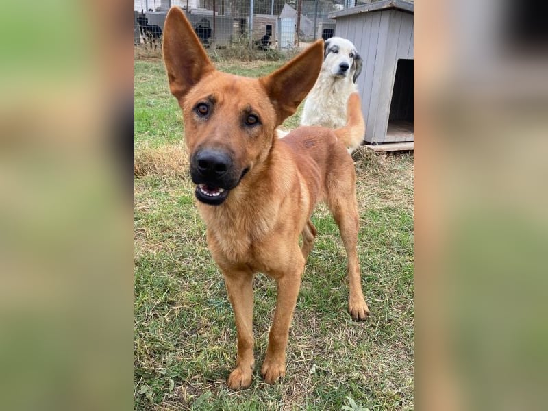 Zylo, geb. ca. 10/2024, lebt in GRIECHENLAND, im städt. Tierheim Serres