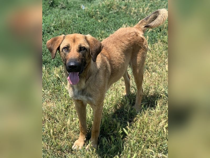 Xawi, geb. ca. 12/2019, lebt in GRIECHENLAND, im städt. Tierheim Serres