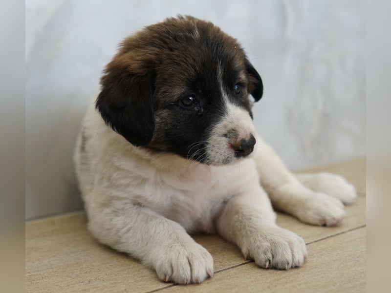 Calma, geb. ca. 01/2026, lebt in GRIECHENLAND, auf einer privaten Pflegestelle