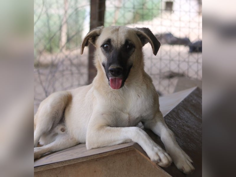 Carlchen, geb. ca. 03/2023, lebt in GRIECHENLAND, im städt. Tierheim Serres
