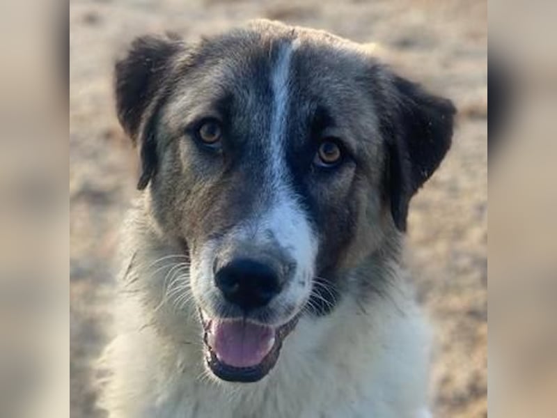 Joel, geb. ca. 01/2023, lebt in GRIECHENLAND, im städt. Tierheim Serres