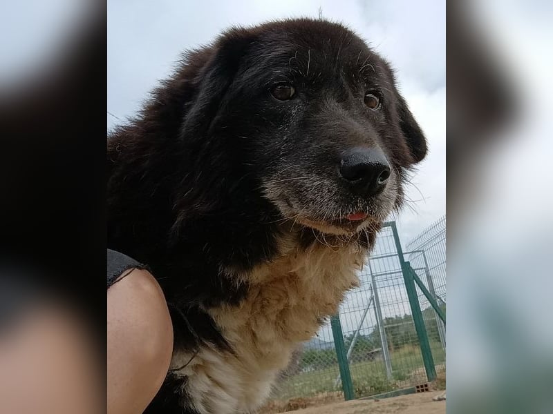 Betty-Boo, geb. ca. 01/2014, lebt in GRIECHENLAND, auf einer privaten Pflegestelle