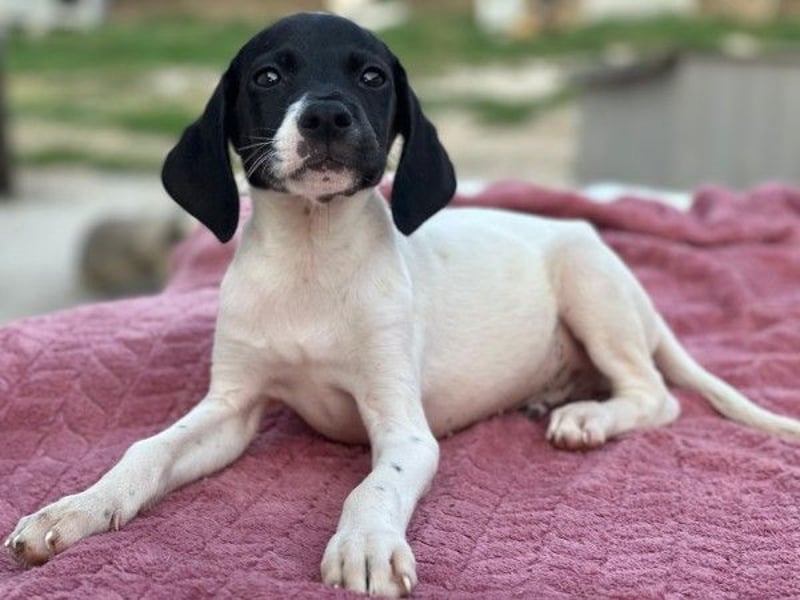 Yoshi, geb. ca. 05/2026, lebt in GRIECHENLAND, im städt. Tierheim Serres