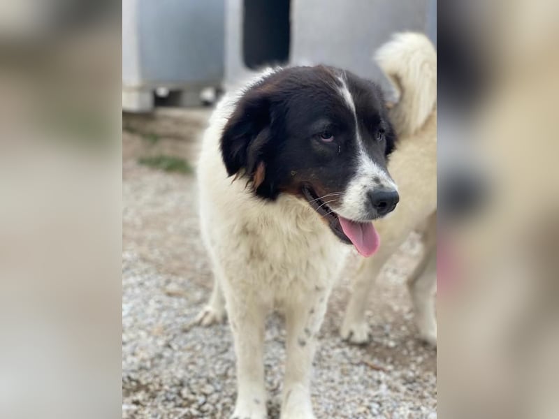 Cora, geb. ca. 07/2022, lebt in GRIECHENLAND, im städt. Tierheim Serres