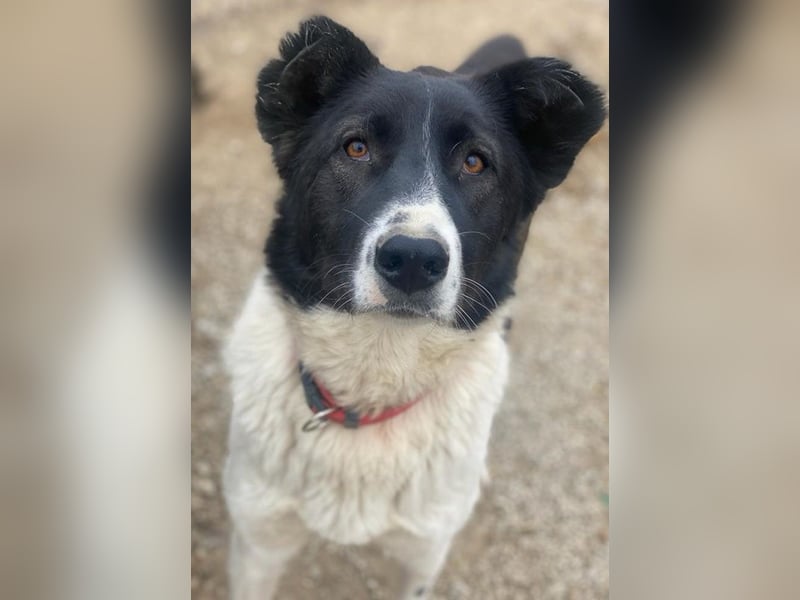 Pallene, geb. ca. 02/2021, lebt in GRIECHENLAND, im städt. Tierheim Serres