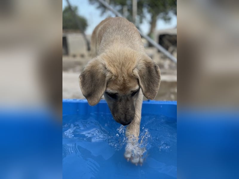 Arthur, geb. ca. 02/2024, lebt in GRIECHENLAND, im städt. Tierheim Serres