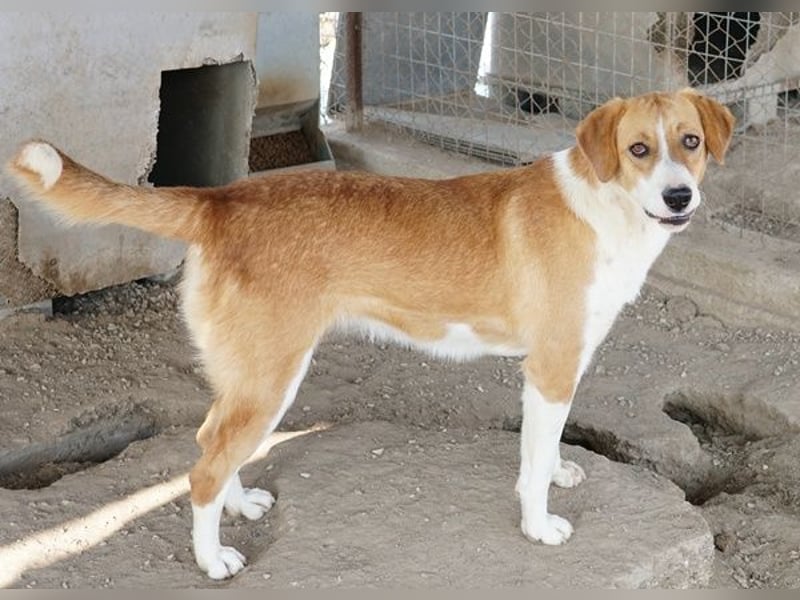 Palia, geb. ca. 09/2024, lebt in GRIECHENLAND, im städt. Tierheim Serres