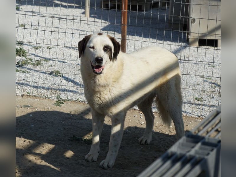 Benda, geb. ca. 06/2023, lebt in GRIECHENLAND, im städt. Tierheim Serres