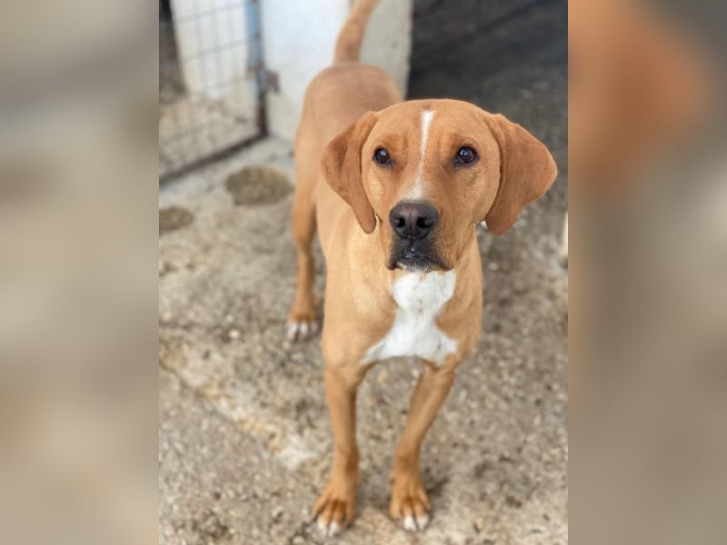 Olli, geb. ca. 11/2022, lebt in GRIECHENLAND, auf einer privaten Pflegestelle