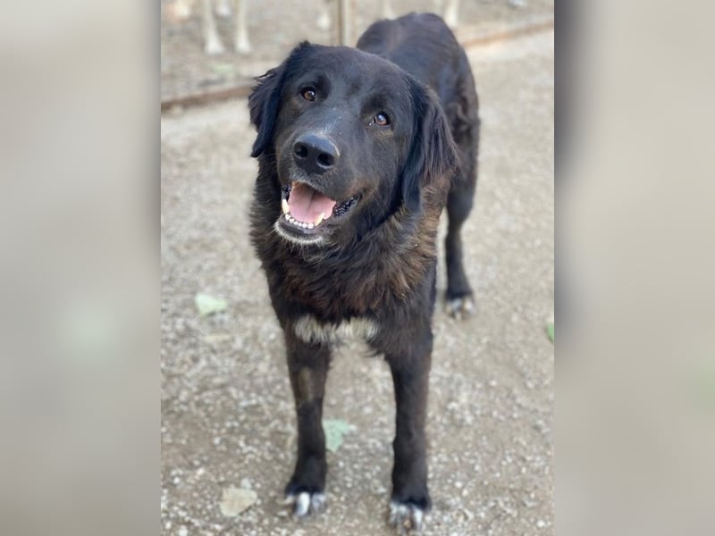Jette, geb. ca. 01/2024, lebt in GRIECHENLAND, im städt. Tierheim Serres