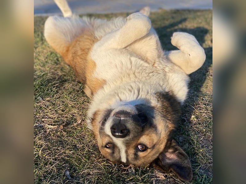 Anxton, geb. ca. 02/2022, lebt in GRIECHENLAND, im städt. Tierheim Serres