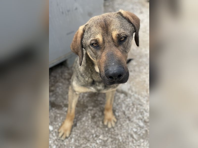 Waldo, geb. ca. 06/2022, lebt in GRIECHENLAND, im städt. Tierheim Serres