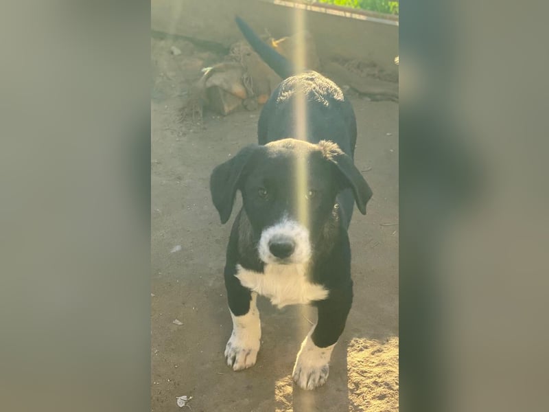 Pinot Noir, geb. ca. 08/2025, lebt in GRIECHENLAND, auf einer privaten Pflegestelle