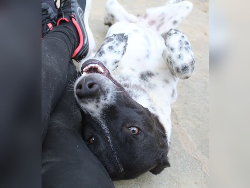 Kimisi, geb. ca. 03/2024, lebt in GRIECHENLAND, auf einer privaten Pflegestelle