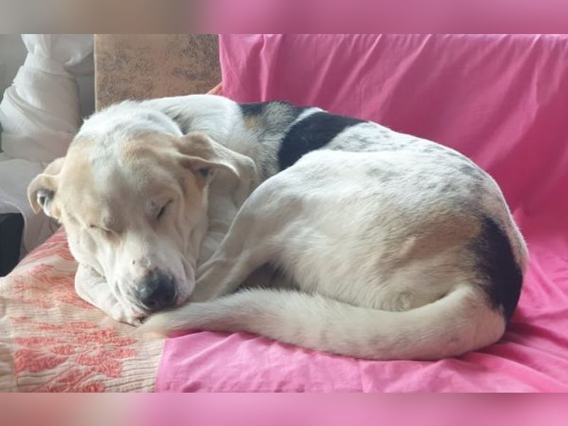 Rango, geb. ca. 01/2020, lebt in GRIECHENLAND, auf einer privaten Pflegestelle