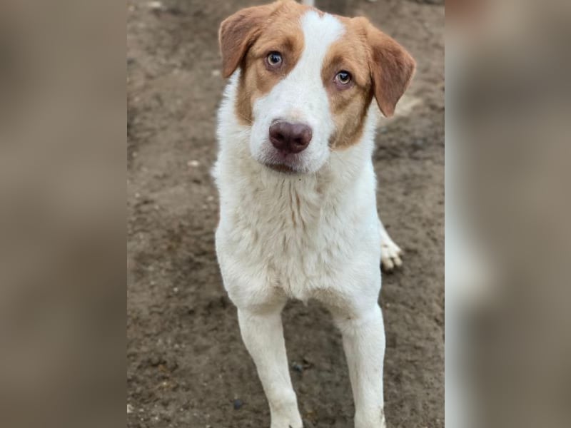 Herkos, geb. ca. 01/2025, lebt in GRIECHENLAND, auf einer privaten Pflegestelle