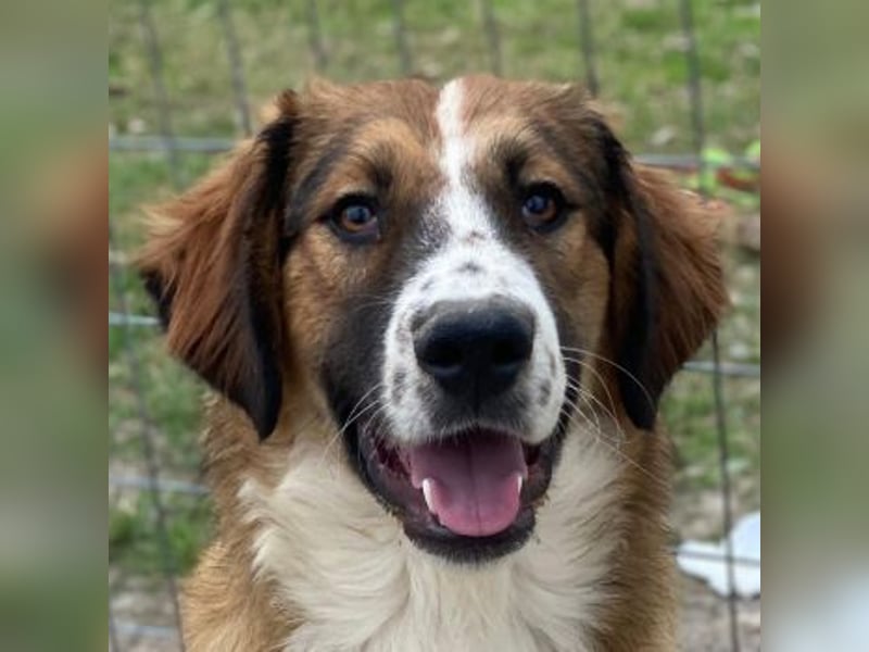 Barkley, geb. ca. 10/2024, lebt in GRIECHENLAND, auf einer privaten Pflegestelle