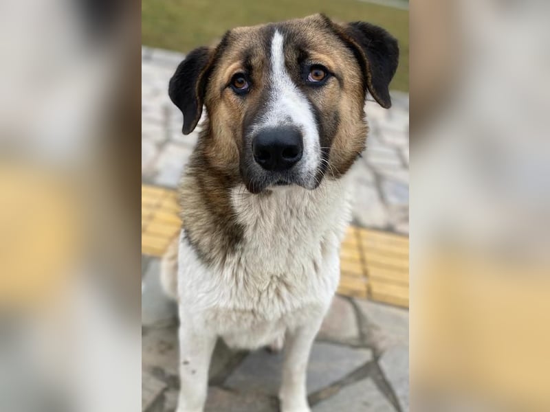 Anxton, geb. ca. 02/2022, lebt in GRIECHENLAND, im städt. Tierheim Serres