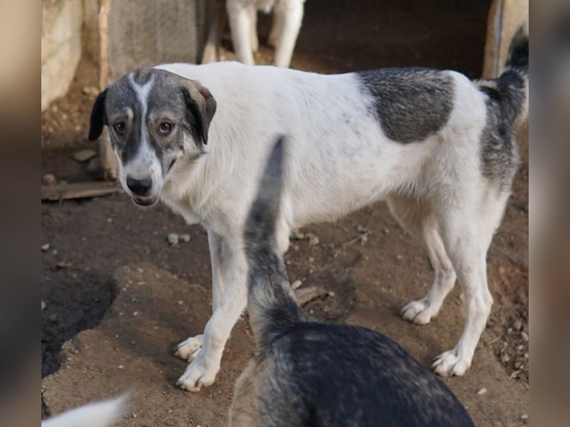 Vanessa, geb. ca. 05/2022, lebt in GRIECHENLAND, auf einer privaten Pflegestelle
