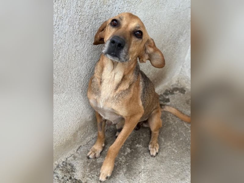 Angelina, geb. ca. 07/2022, lebt in GRIECHENLAND, im städt. Tierheim Serres