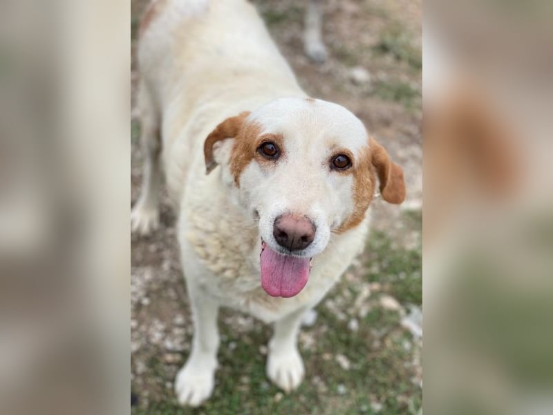 Lucero, geb. ca. 04/2016, lebt in GRIECHENLAND, im städt. Tierheim Serres