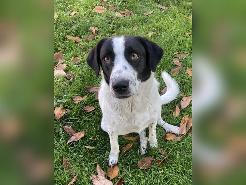 Penny, geb. ca. 05/2023, lebt in GRIECHENLAND, im städt. Tierheim Serres