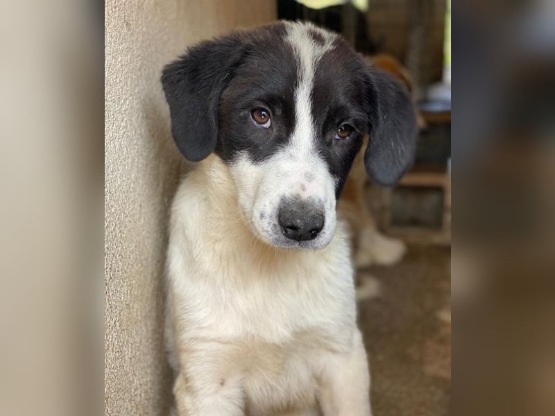 Zenzi, geb. ca. 01/2025, lebt in GRIECHENLAND, im städt. Tierheim Serres