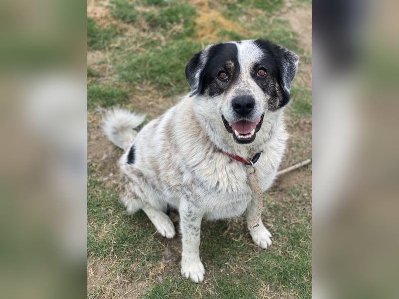 Pavlos, geb. ca. 05/2021, lebt in GRIECHENLAND, auf einer privaten Pflegestelle