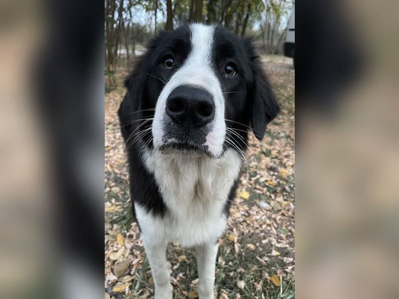 Sloan, geb. ca. 01/2022, lebt in GRIECHENLAND, auf einem Gelände, wird notdürftig versorgt