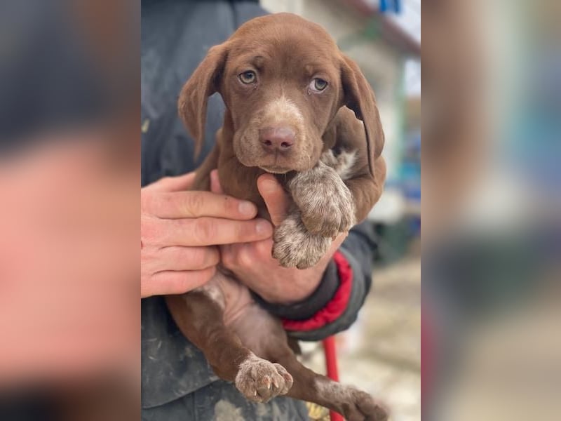 Castanea, geb. ca. 11/2025, lebt in GRIECHENLAND, auf einer privaten Pflegestelle