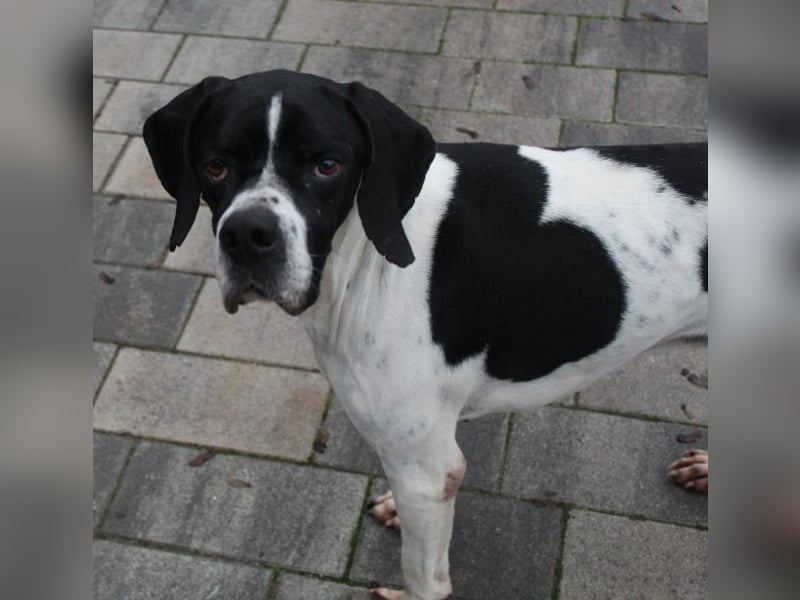 Attila, geb. ca. 08/2024, lebt auf einer Pflegestelle in 67735 Mehlbach