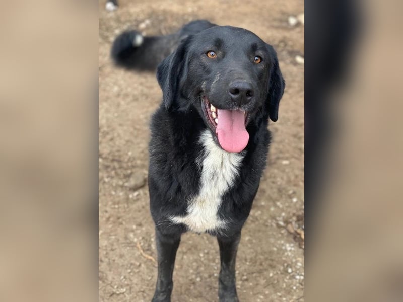 Panthera, geb. ca. 05/2023, lebt in GRIECHENLAND, auf einer privaten Pflegestelle