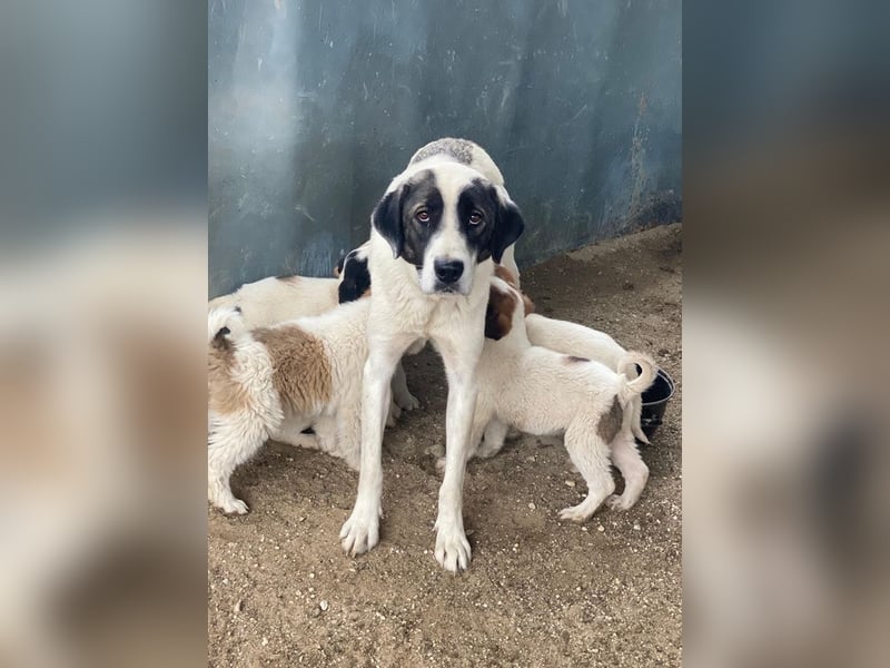 Marinara, geb. ca. 01/2025, lebt in GRIECHENLAND, auf einer privaten Pflegestelle