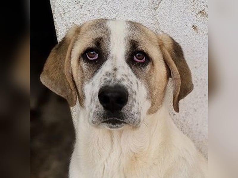 Lou, geb. ca. 11/2022, lebt in GRIECHENLAND, im städt. Tierheim Serres