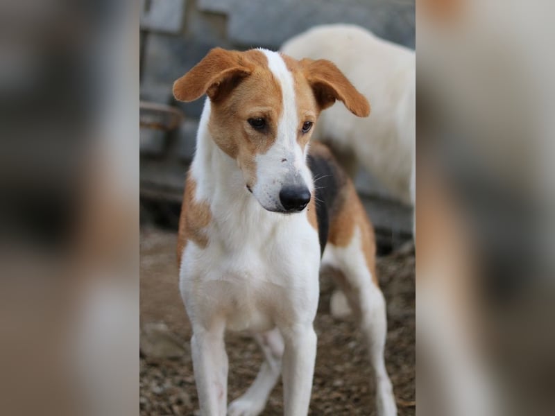 Eneas, geb. ca. 07/2023, lebt in GRIECHENLAND, im städt. Tierheim Serres