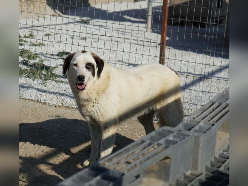 Benda, geb. ca. 06/2023, lebt in GRIECHENLAND, im städt. Tierheim Serres