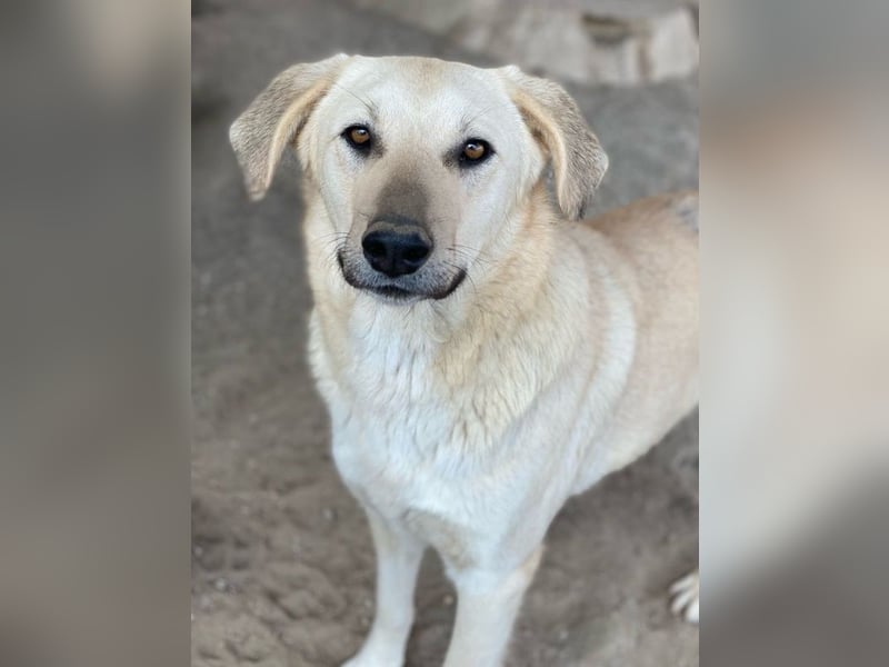 Hänschen, geb. ca. 03/2023, lebt in GRIECHENLAND, im städt. Tierheim Serres