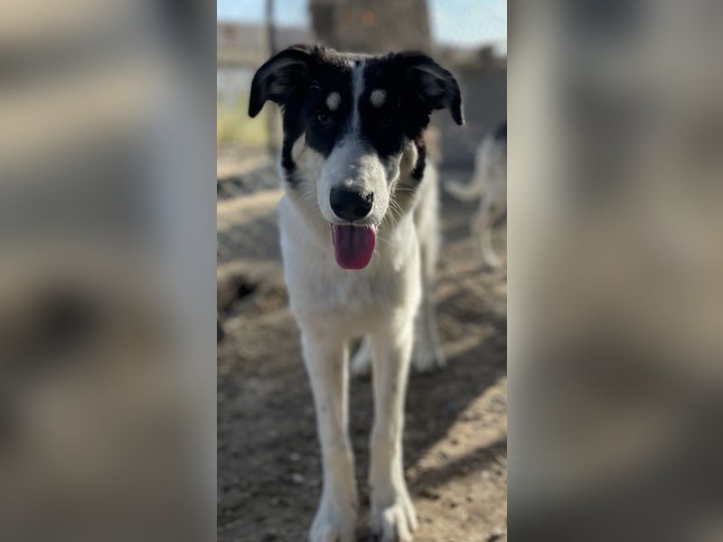 Vivia, geb. ca. 03/2023, lebt in GRIECHENLAND, im städt. Tierheim Serres