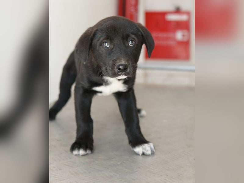 Jula, geb. ca. 12/2025, lebt in GRIECHENLAND, auf einer privaten Pflegestelle