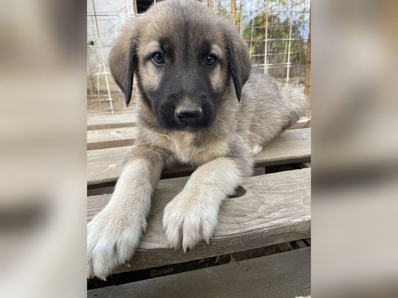 Cosy, geb. ca. 08/2022, lebt in GRIECHENLAND, auf einer privaten Pflegestelle