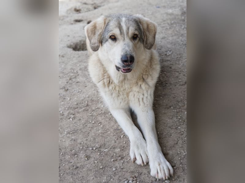 Lykos, geb. ca. 12/2023, lebt in GRIECHENLAND, im städt. Tierheim Serres