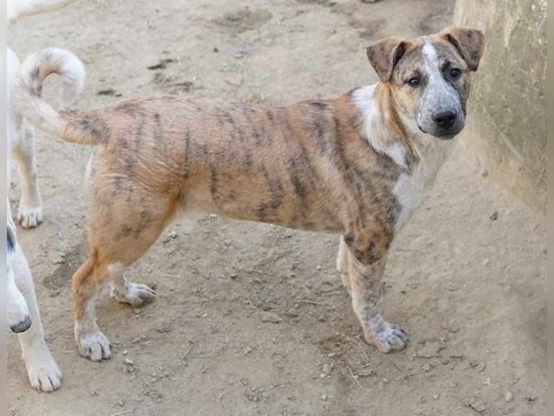 Kiara, geb. ca. 09/2025, lebt in GRIECHENLAND, auf einem Gelände, Hunde werden notdürftig versorgt