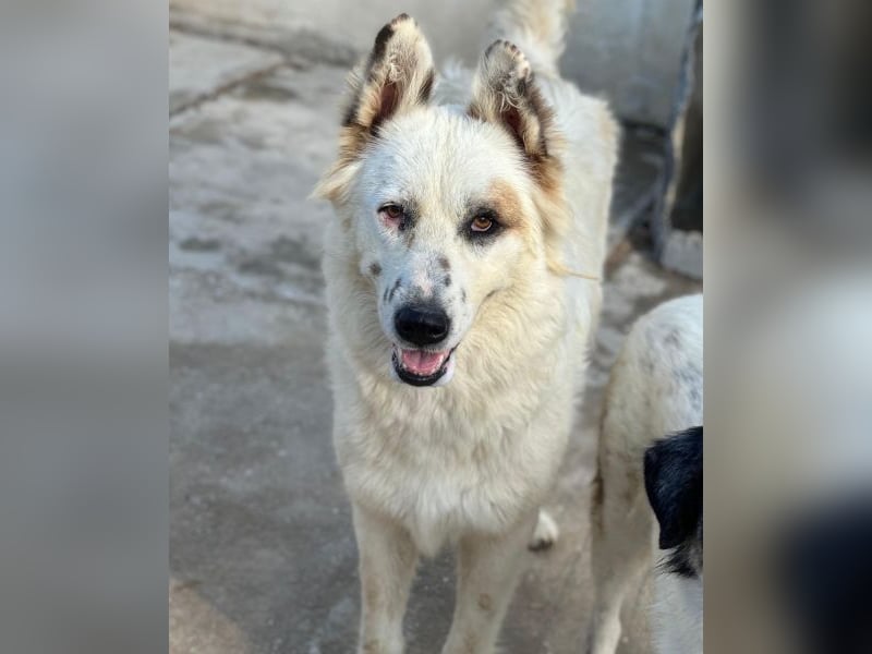 Hope, geb. ca. 03/2024, lebt in GRIECHENLAND, im städt. Tierheim Serres