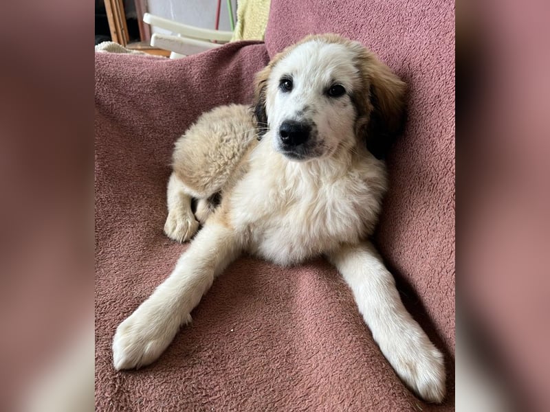 Bakis, geb. ca. 12/2024, lebt in GRIECHENLAND, auf einer privaten Pflegestelle