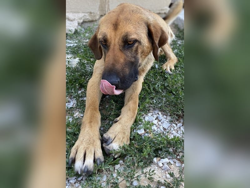 Xawi, geb. ca. 12/2019, lebt in GRIECHENLAND, im städt. Tierheim Serres