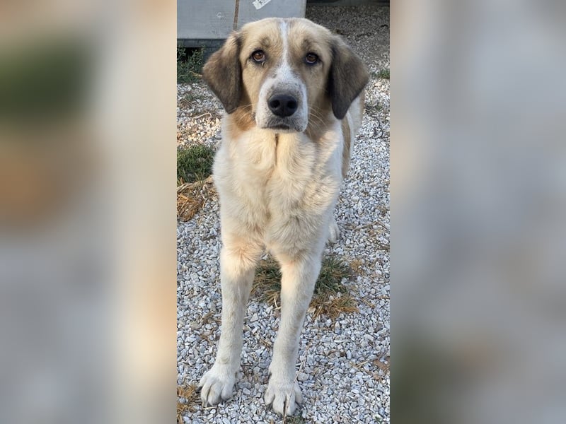 Clementini, geb. ca. 03/2019, lebt in GRIECHENLAND, im städt. Tierheim Serres