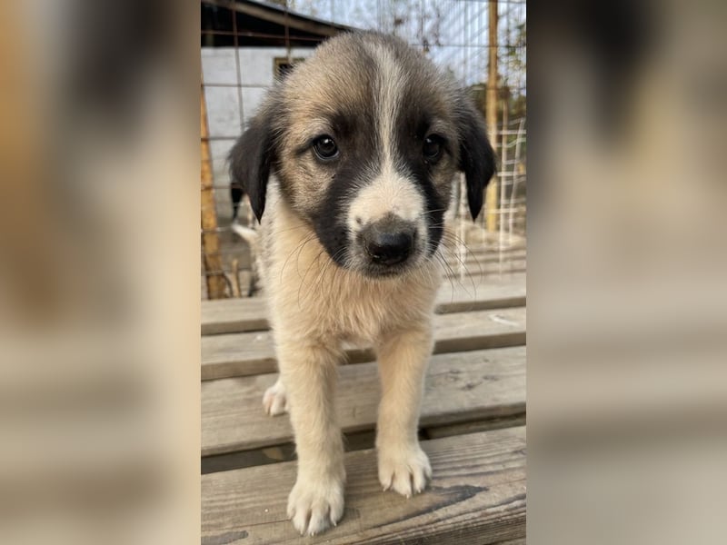 Grace, geb. ca. 08/2022, lebt in GRIECHENLAND, auf einer privaten Pflegestelle