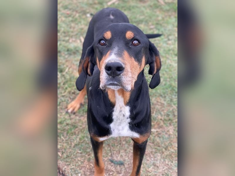 Joker, geb. ca. 11/2021, lebt in GRIECHENLAND, im städt. Tierheim Serres Joker, geb. ca. 11/2021, lebt in GRIECHENLAND, im städt. Tierheim Serres